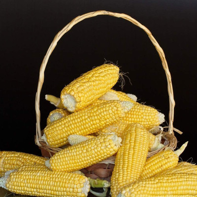 CYBEXIS F1 Hybrid Common Corn Seeds500 Seeds Seed(500 per packet)