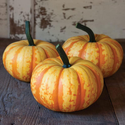 KNESSiN Early-Maturing Blaze Mini Pumpkin Seeds For Gardening (60 Seeds) Seed(60 per packet)