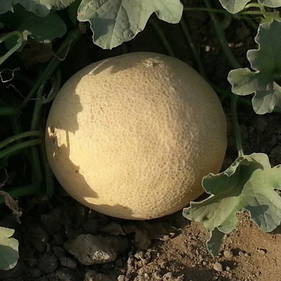 VibeX XLR-57 - MUSKMELON F-1 HYBRID US-111 - (1350 Seeds) Seed(1350 per packet)