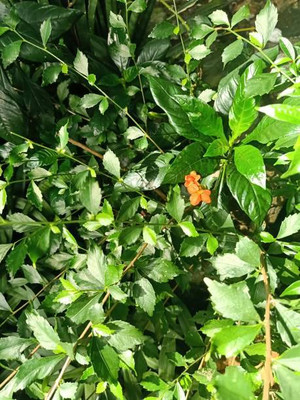 GRAXY kanakambaram-firecracker-crossandra Seed(37 per packet)