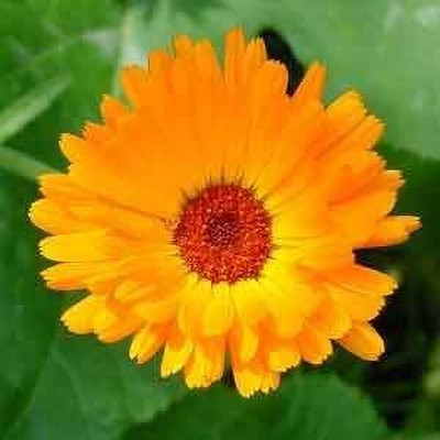 Lorvox Calendula Mix Flower Seed(70 per packet)