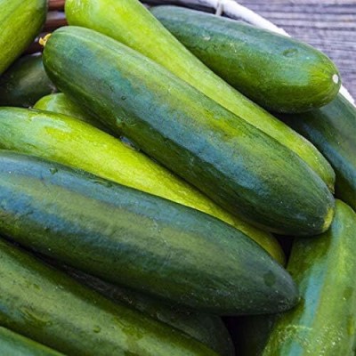 Qualtivate JXL-8AT Organic Cucumber Paraiso F1, Vigorous Seed(300 per packet)