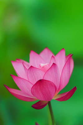 UGROW INIDA lotus,kamal gatta Seed(14 per packet)