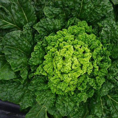 CYBEXIS Heirloom Hybrid Cabbage Seed2000 Seeds Seed(2000 per packet)