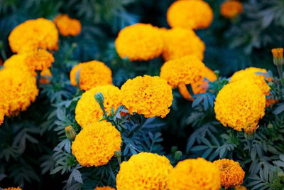 Portia marigold/gende ka phool flower seeds Seed(75 per packet)