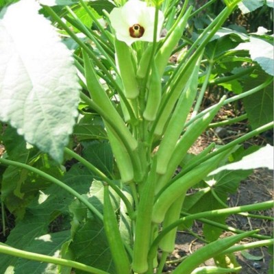 Sampls Hybrid ladyfinger seeds, Bhindi seeds, Ladyfinger seeds, Long Bhindi ka beej Seed(500 g)