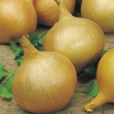 WATIKA Yellow Onion Organic Seed(1200 per packet)