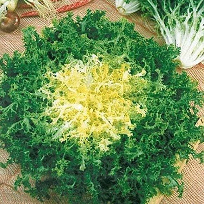 Qualtivate PUAS-8A Endive Lettuce Yellow Heart Curly Frisee Seed(300 per packet)