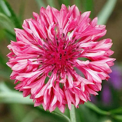 ACCELCROP Colorful Cornflower Flower Seed(70 per packet)