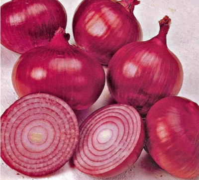 WATIKA Onion Red Baron Rare Seed(3000 per packet)