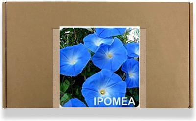 CYBEXIS Ipomea Flower Seeds200 Seeds Seed(200 per packet)