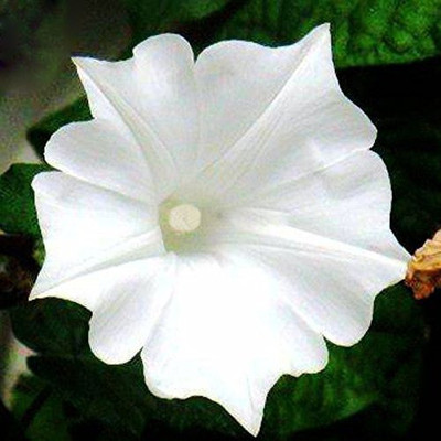 MAA Morning Glory Seed(51 per packet)