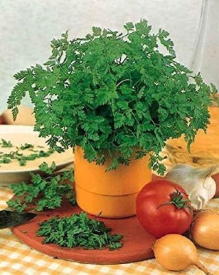 Qualtivate TLX-247 Winter Chervil herb/ French Parsley Seed(500 per packet)