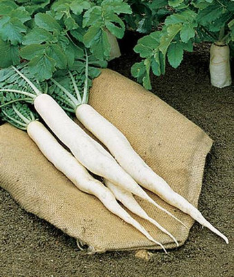 MAA Radish, Muli Seed(80 per packet)