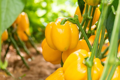 Biosnyg Heirloom Asti Giallo Yellow Capsicum Seeds For Planting-(100 Seeds) Seed(100 per packet)