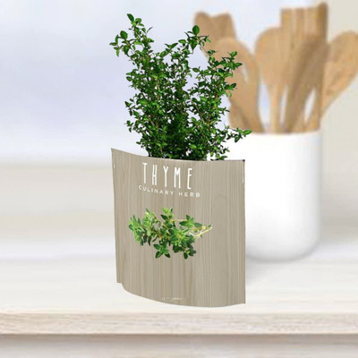 CYBEXIS XL-29 - Thyme Culinary (Thymus vulgaris) - (150 Seeds) Seed(150 per packet)