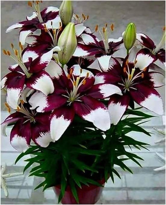 Cloud Farm Lily Plant Seed(3 per packet)