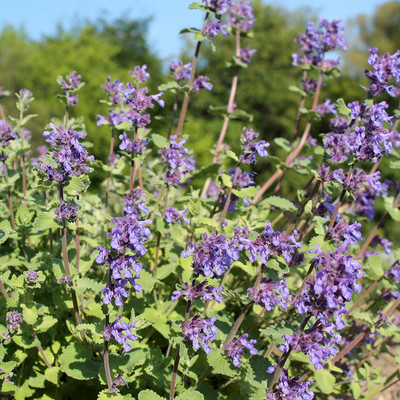 VibeX XLL-1 - Lemon Catnip Herb - (4500 Seeds) Seed(4500 per packet)