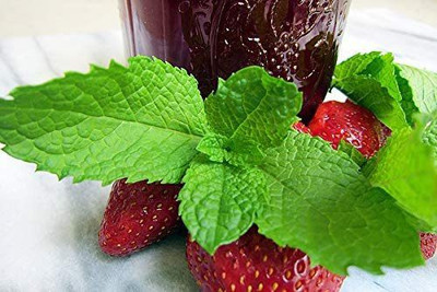CYBEXIS LX-47 - Strawberry Mint Herb - (1350 Seeds) Seed(1350 per packet)