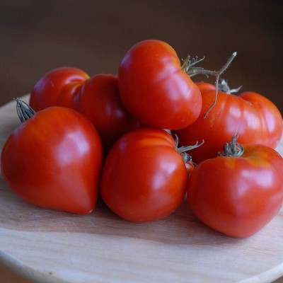 ActrovaX Certified Organic Tomato Gourmandia F1 Hybrid [1000 Seeds] Seed(1000 per packet)