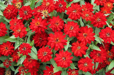 AMAJIT Zinnia elegans_60 Seed(60 per packet)