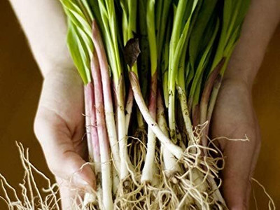 KNESSiN Heirloom Ramsons Bear Leek Seeds for Terrace Gardening-(300 Seeds) Seed(300 per packet)
