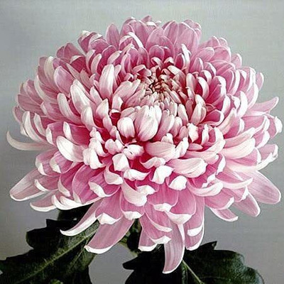 CYBEXIS Chrysanthemum Pink colour F1 Hybrid Seeds Seed(1 g)