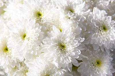 Lorvox Chrysanthamum Mix/Chamanti Seed(30 per packet)