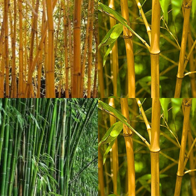 ibains Hybrid bamboo seeds for planting bij 60 Seed(60 per packet)