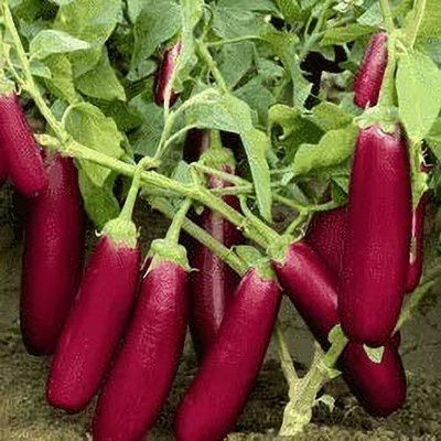 MAA Brinjal purple long, Brinjal, Eggplant Seed(140 per packet)