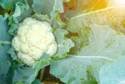 Grimaldi Group white cauliflower,gobhee seeds Seed(15 per packet)