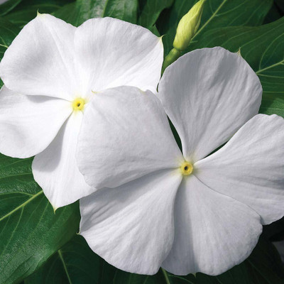 KANAYA Vinca rosea Dwarf Mixed Flower Seed(18 per packet)