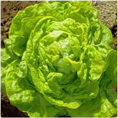 VibeX ® VXI-362 White Boston Lettuce Seeds Seed(200 per packet)