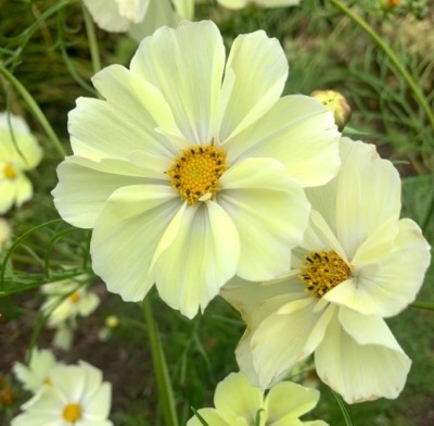 Quentova Cosmos 'Yellow Garden'-7I-VNT Seed(50 per packet)