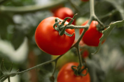 ITTUMM tomato Seed(55 per packet)