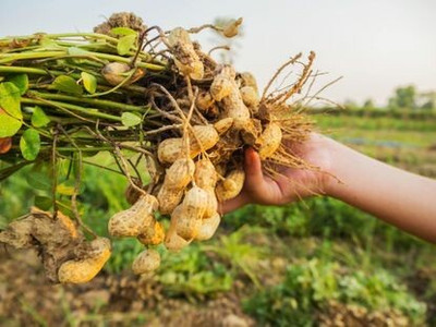 SUPRIKAM Jumbo High-yield Virginia Peanut Seed(100 per packet)