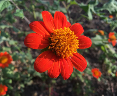 madrid Tithonia Flower Seed(100 per packet)