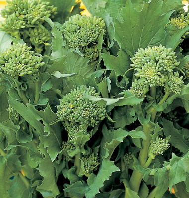 WILLVINE ROX -VIII Broccoli Raab 60 Days CIMA Di Rapa [1g]- 300 Seeds Seed(1 g)