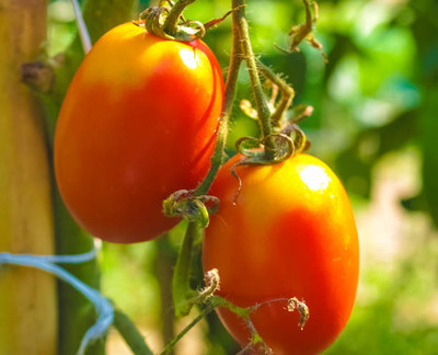 Aaradhyapriyal tomato Seed(150 per packet)