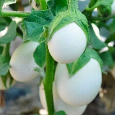 AMAJIT Hybrid Brinjal purple/Black/Begun /Farming|Garden | Bengan | SeedS(51 SEEDS) Seed(51 per packet)