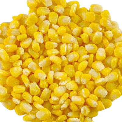 KNESSiN Prolific Corn Seed(200 per packet)