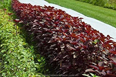 MAA Amaranthus Red, Tottakura Seed(100 per packet)