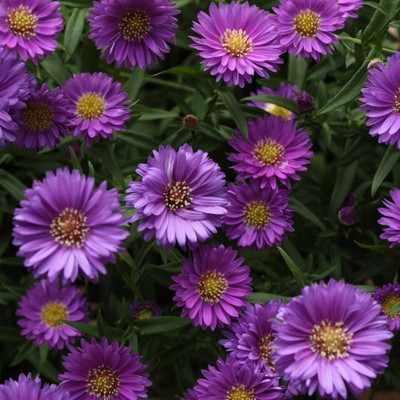 Aywal Aster Mixed Hybrid Imported Flower Seed(90 per packet)