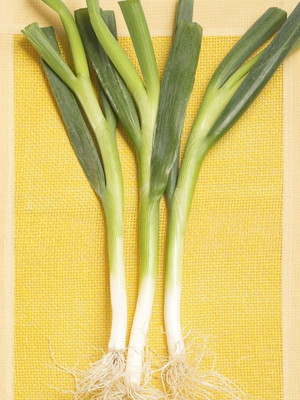 CEZIUS Leek - Albos Allium Porrum Seed(100 per packet)