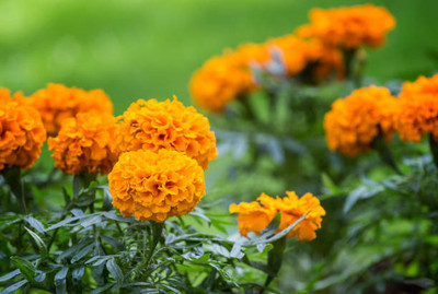 AZOLLA marigold/gende ka phool flower seeds Seed(75 per packet)