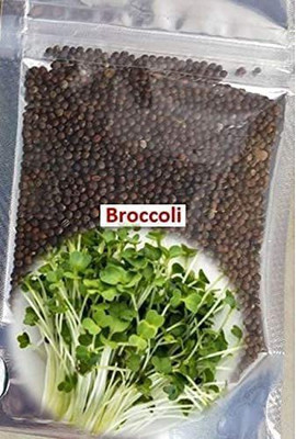CYBEXIS GUA-32 - Premium Hybrid of Broccoli - (1350 Seeds) Seed(1350 per packet)