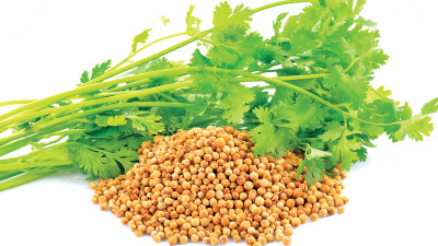 CEZIUS हरा धनिया Coriander organic-a9F Seed(190 per packet)