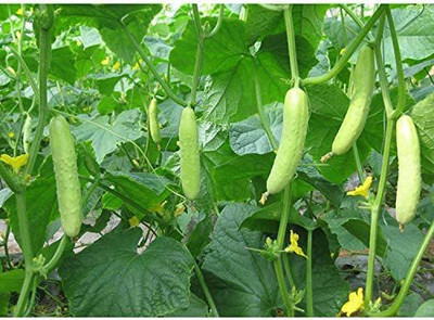VibeX PAU-28 - Cucumber Asian White Green - (1350 Seeds) Seed(1350 per packet)