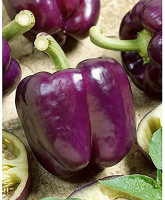 VibeX ® VXI-388 Capsicum Purple / Bell Papper F1 Hybrid Seeds Seed(200 per packet)