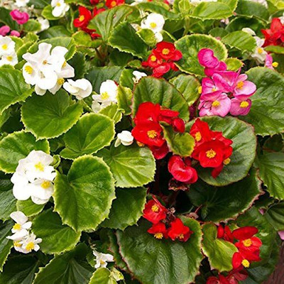 CYBEXIS TLX-75 - Begonia F1 Non Stop Mixed - (30 Seeds) Seed(30 per packet)